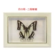 5 inch đúng bướm côn trùng DIY mẫu khung đặt bàn trang trí hình chữ nhật hộp âm thanh sữa khung trắng khung ảnh - Trang trí nội thất