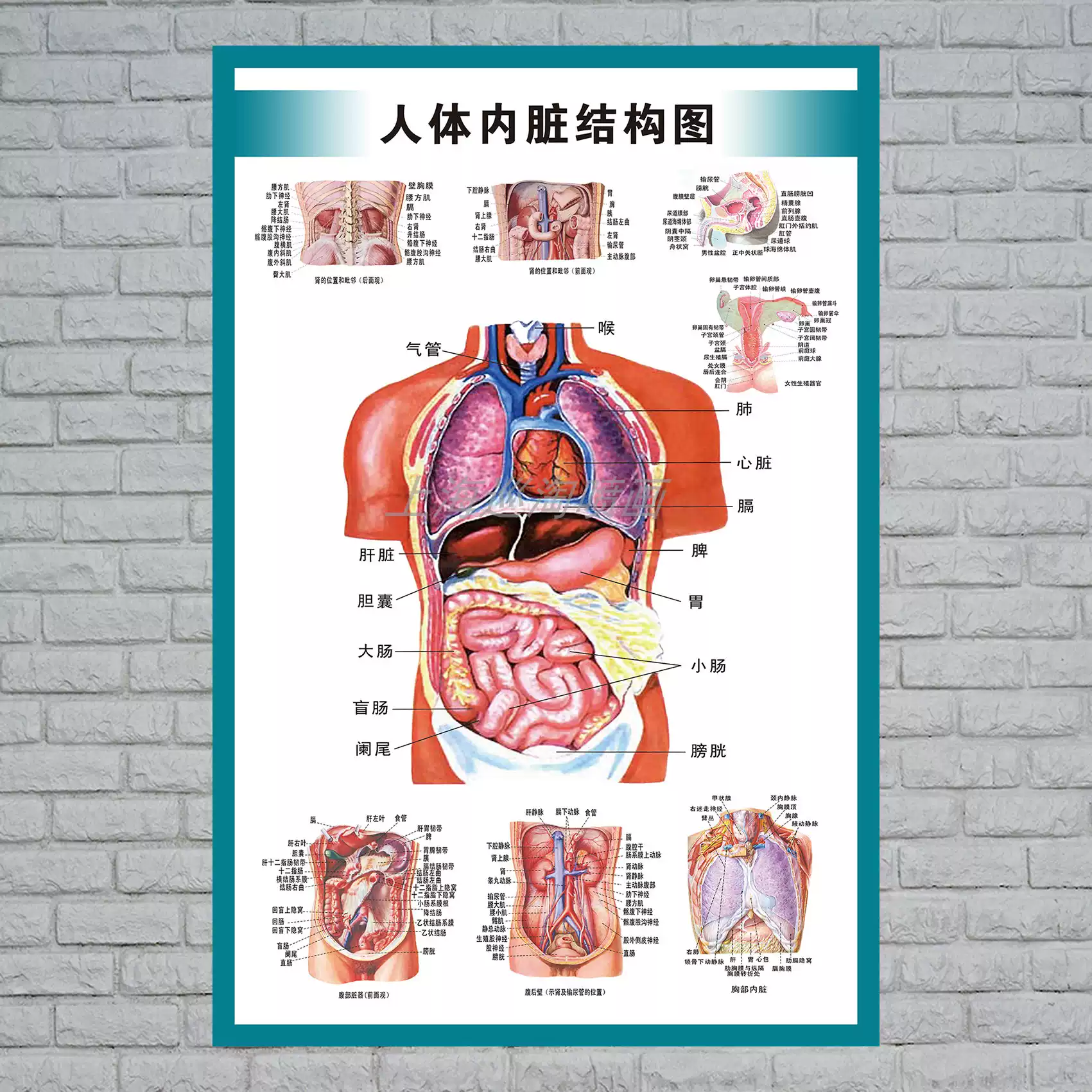人體內臟解剖示意圖 醫學宣傳掛圖 心臟結構圖 消化系統示意圖