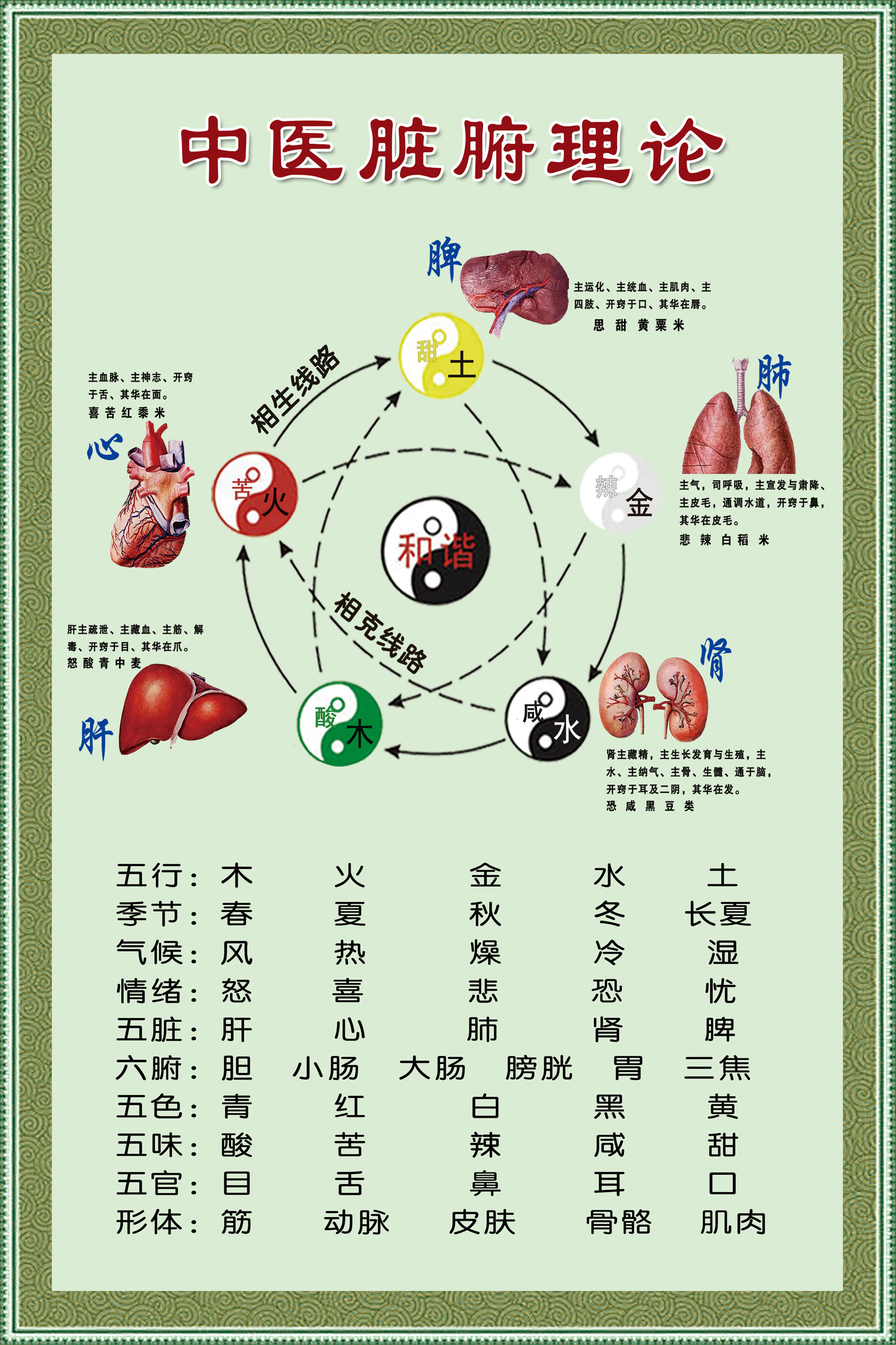 五脏六腑的五行关系图-千图网