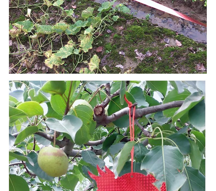 阳台驱鸟猫头鹰果园果树驱鸟彩带风车赶鸟神器防鸟吓鸟惊鸟户外 虎窝淘