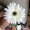 Ngày nhà giáo Vintage Gerbera Simulation Bó hoa cúc Hoa nhựa trang trí nội thất phòng khách Hoa giả Hoa đơn - Hoa nhân tạo / Cây / Trái cây