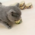 85gX24 lon sheba Thái Lan nhập khẩu cá hải sản thịt trắng đóng hộp mèo Xibao thành đồ ăn nhẹ cho mèo gói thức ăn ướt - Đồ ăn nhẹ cho mèo