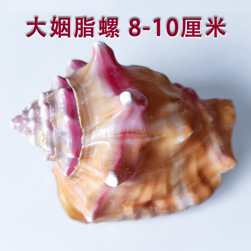 Natural sea snail seashells Grease Screw Terrace Decorate Fish Tank Building View Shooting Props Home Swing Accessories Gift Gifts