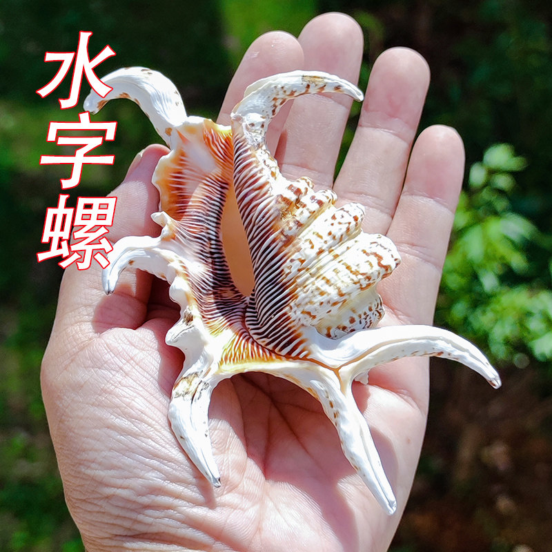 Sea snail shells Water Words Hexagonal Snail Fish Tank Decoration Aquatic Landscape Home Swing Accessories Shooting Props Children Presents