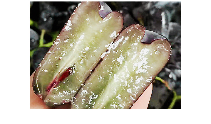 供应 澳洲品种金手指黑提2斤装 进口黑加仑无