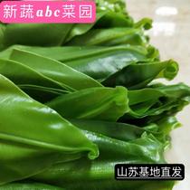 Fresh Taiwanese shansu greens Birds Nest Fern Wild Vegetable King Western Food Dishes 500g Hotel Specialty Taiwanese Edible Shansu Leaves
