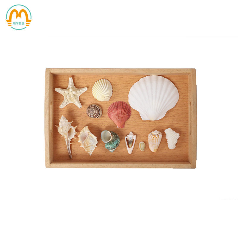 Cute Marine Sea Snail Shells Craft Gifts Swing Accessories Classroom Swing Pieces Scientific Culture Observation Items IC Cognition Real Items