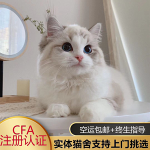 布偶猫纯种幼猫海双蓝双活体幼崽重点赛级宠物猫活物长毛猫仙女猫