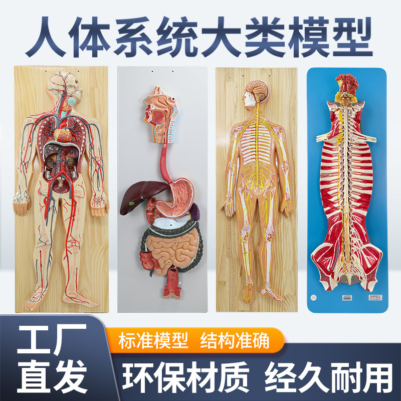 人体八/九大系统模型 血液循环神经消化内分泌运动淋巴泌尿系统