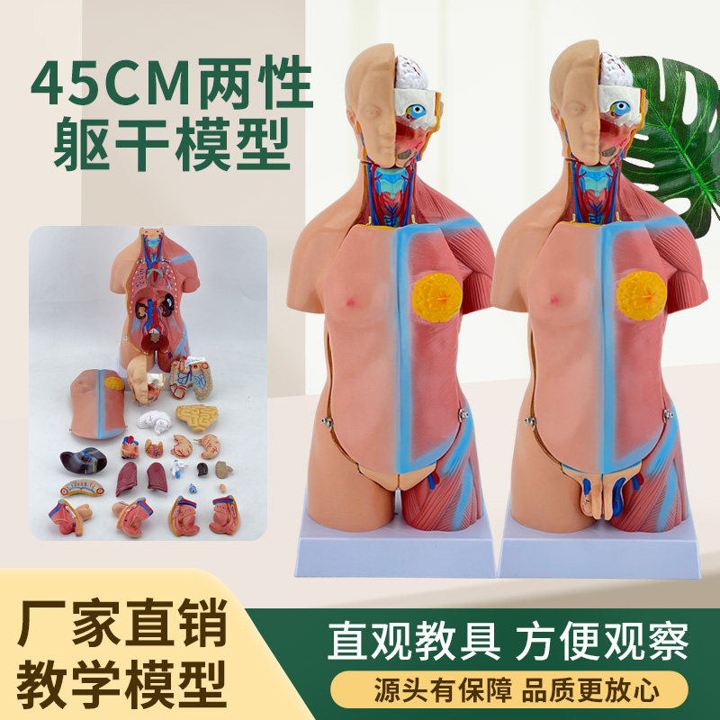 45CM人体躯干解剖模型器官可拆卸医学教学心脏内脏模型 两性 23件