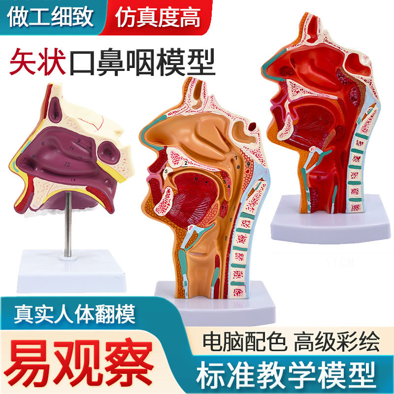头部解剖模型 口鼻咽喉内侧面血管神经模型 人体鼻腔口腔咽喉解剖