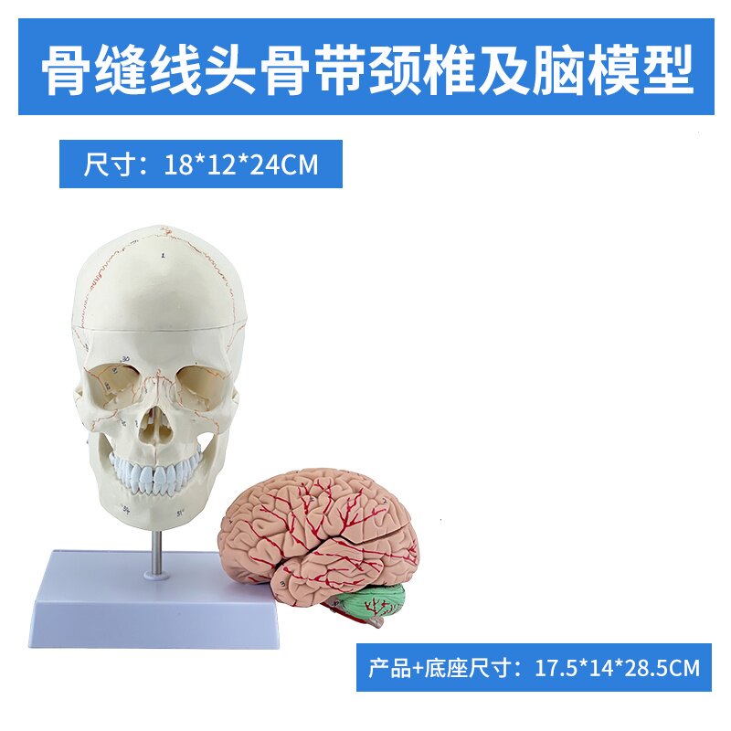 彩色可拆卸头颅骨模型医学仿真头骨标本成人头骨解剖模型-Taobao-Tmall