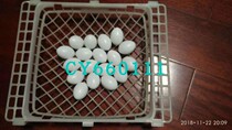 Factory direct water injection fake pigeon eggs raising pigeon eggs hatch eggs to replace fake eggs pigeon supplies