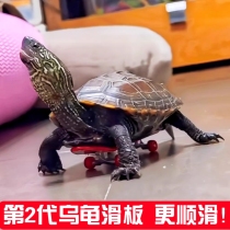 Small Turtle Scooter Finger Fingertip Mini Toy Parrot Skateboard Model Pendentif Shake the same net red pet