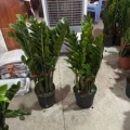 甜甜植物园