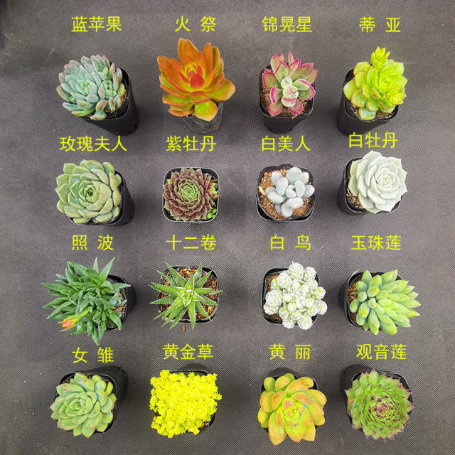 Succulent combination package 10 random simple potted plants for beginners, good desktop cute succulent flowers and small potted plants