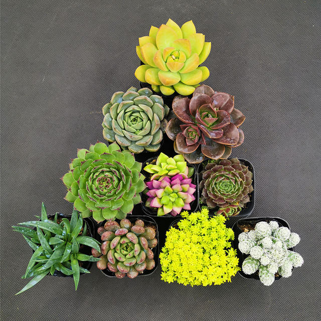 Succulent combination package 10 random simple potted plants for beginners, good desktop cute succulent flowers and small potted plants