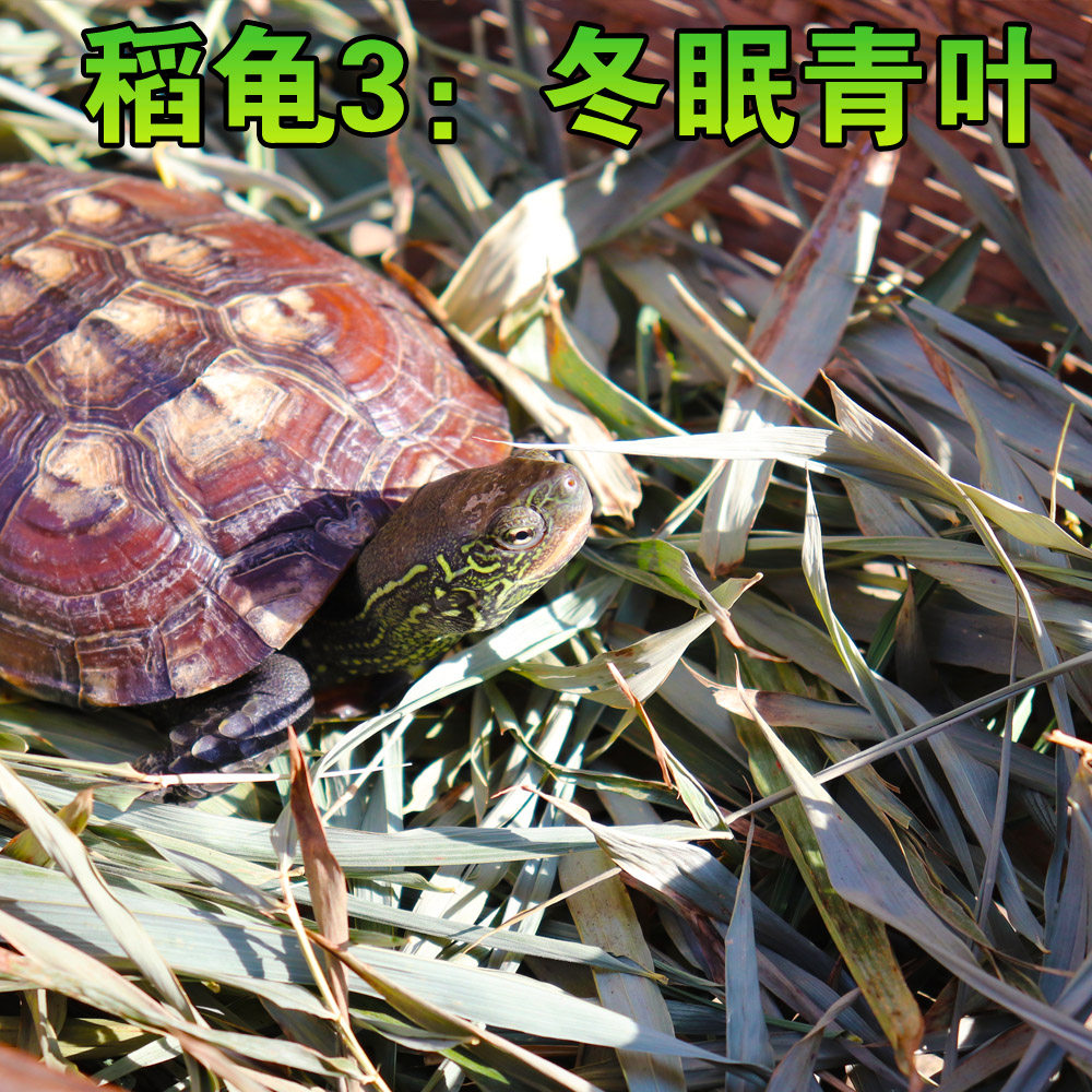 Green leaf tortoise hibernation supplies moisturizing moss reptile pet mat flame east brocade round o grass insulation coconut soil