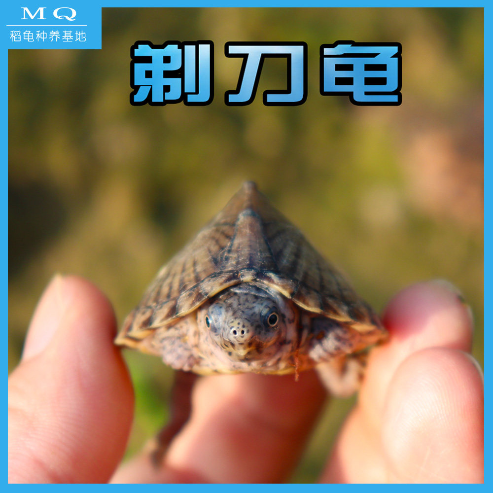 Razor turtle seedling Live Musk turtle seedling Live cold deep water turtle Egg turtle Giant Red-faced Turtle Pet turtle Roof turtle