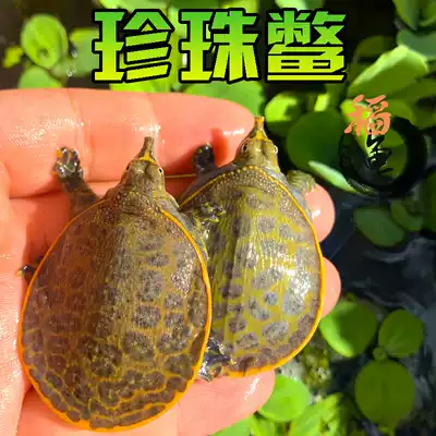 American Pearl turtle living ornamental turtle turtle eating fish dung fish tank scavenger turtle seedling pet deep water turtle seedling