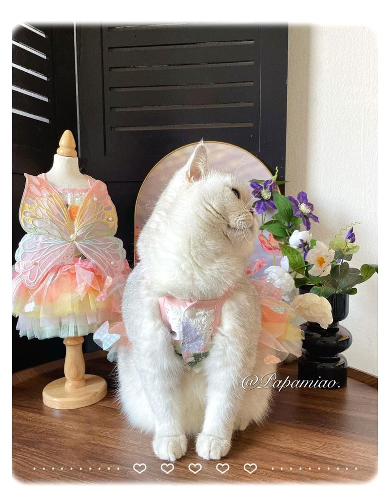 Одежда для животных 猫咪狗狗镂空吊带裙宠物春夏仙女衣服立体蝴蝶彩虹蓬蓬裙泰迪布偶 Одежда для животных 猫咪狗狗镂空吊带裙宠物春夏仙女衣服立体蝴蝶彩虹蓬蓬裙泰迪布偶