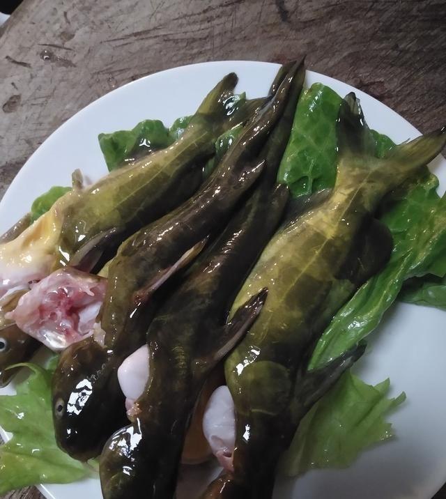 这鱼比鲫鱼贵30倍,味道极鲜却无人敢抓