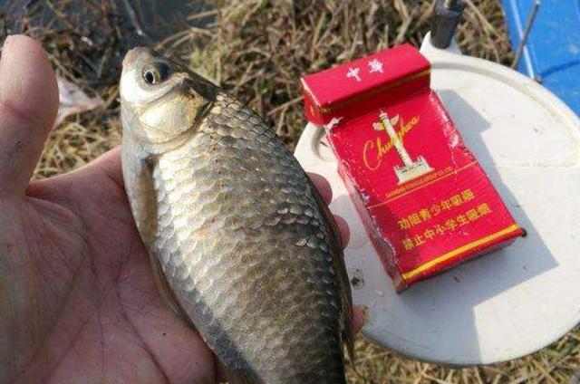 浮漂调钓从不纠结!一推一拉,接连中鱼16