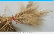 College students online entrepreneurship Chinese barley wheat ears 30 barley ears 10 yuan