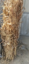 Sorghum straw raw ecological whole straw 250g2 Yuan