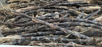 Sun-dried sugar cane in Jiangsu China about 40cm long 250g 5 yuan