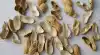 College students start a business hometown agricultural products monopoly College students do experiments with pure manual peeling peanut shells 500g2 yuan
