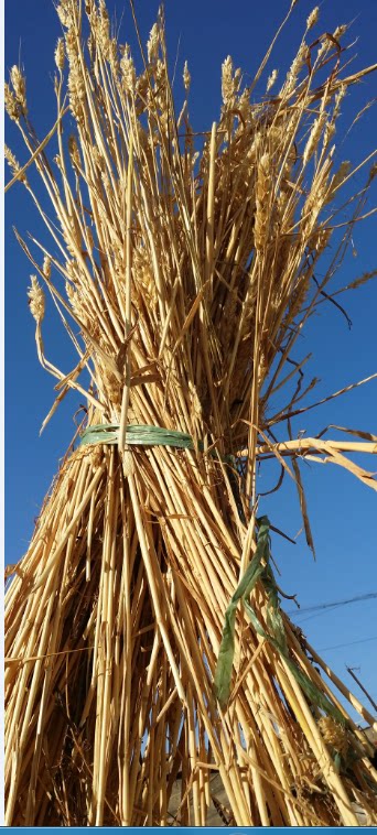 New goods listed college students entrepreneurship hometown agricultural products monopoly wheat straw wheat whole straw 250g