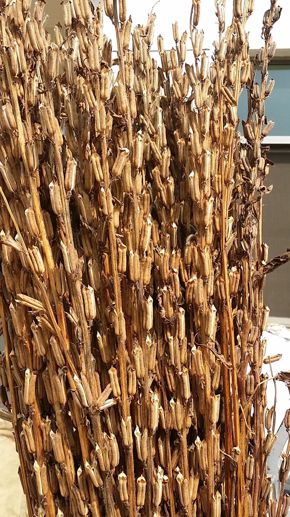 China Decoration With Fresh Sundry Black Sesame White Sesame Straw Free Grinding Sesame Straw Powder 250g