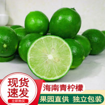 Hainan lime 5 pounds of milk tea shop fresh lemon fresh pregnant fruit is now picked thin skin juicy sour cool
