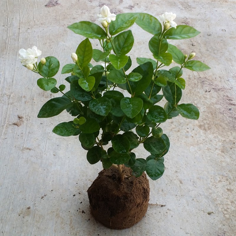 茉莉花盆栽绿萝发财树花卉室内观花植物四季开花驱蚊草吸甲醛盆景