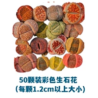 【Богатые】 50 упаковок (1,2 см или более размера)