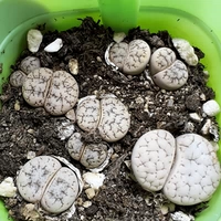 Сочетание сочного растения сырой камень цветок Южной Африки Цвет смешанного новичка Комбинация одна вещь для одной вещи для горшечных растений 2797 Yunying нефрит