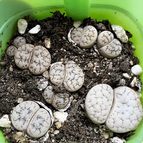 Сочетание сочного растения сырой камень цветок Южной Африки Цвет смешанного новичка Комбинация одна вещь для одной вещи для горшечных растений 2797 Yunying нефрит