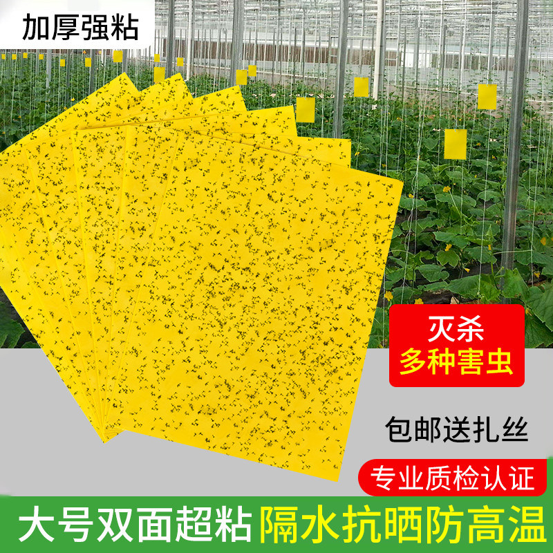 粘虫板黄板双面粘小飞虫果园果蝇诱捕器大棚灭苍蝇贴强粘力粘蝇纸