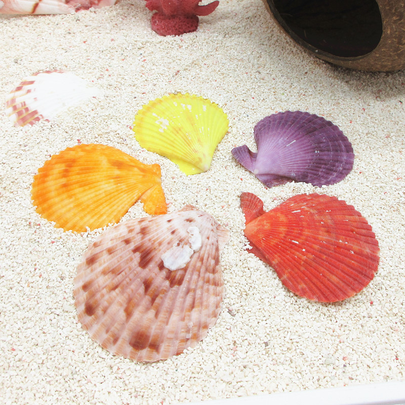 (small scallop-cochlear world) sustentatious crab rearing cylinder DIY-made decoration Accessories Natural Sea Snail Shells