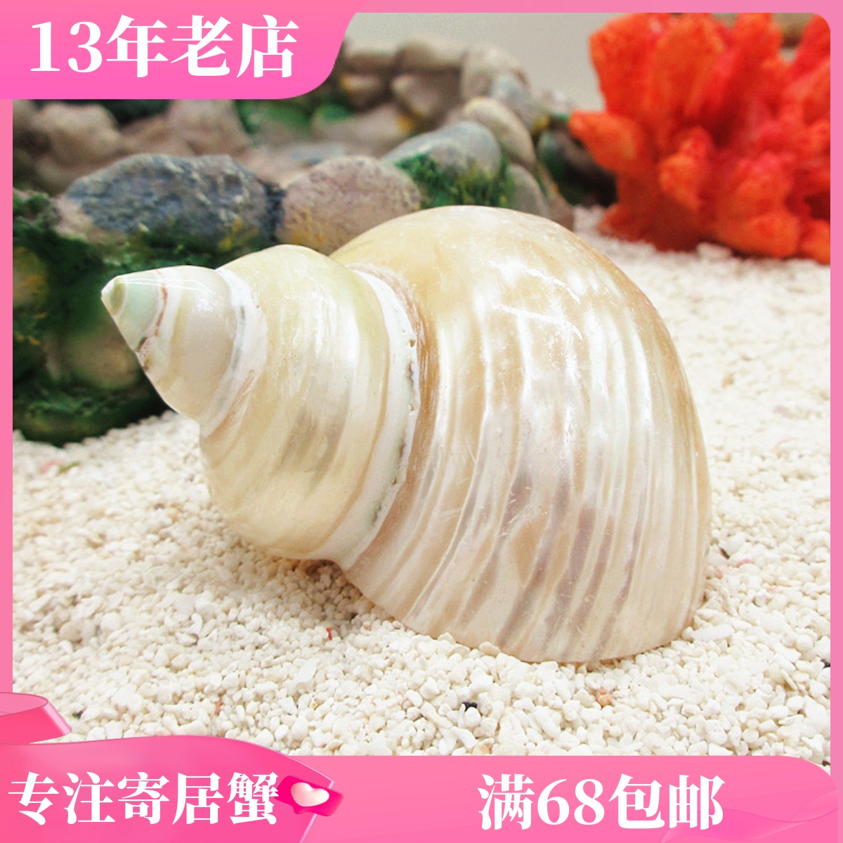 (Pearl snail) 1-2 3-5 7-9cm hermit crab replacement shell special armor natural conch shell non-artificial