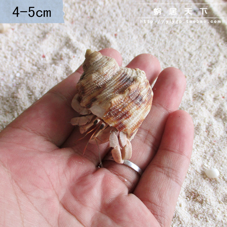 4-5cm host crab land raw fresh water living white orange red pink purple mini ornamental small crab bag live buy 3 sends 1