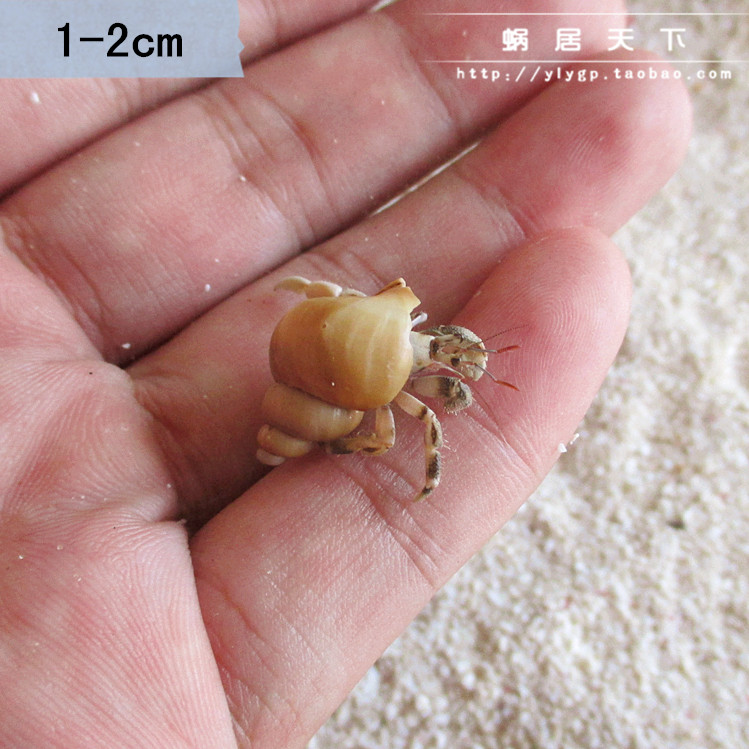 1-2cm hermit crab terrestrial freshwater live mini ornamental small crab desktop micro pet package live buy 3 get 1 free