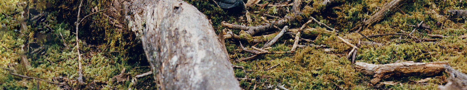 A fallen tree trunk rests on mossy ground, embraced by twigs—a peaceful echo of the all-weather protection nature offers, just like the EastLyst 3-in-1 Color-Block Storm Jacket.