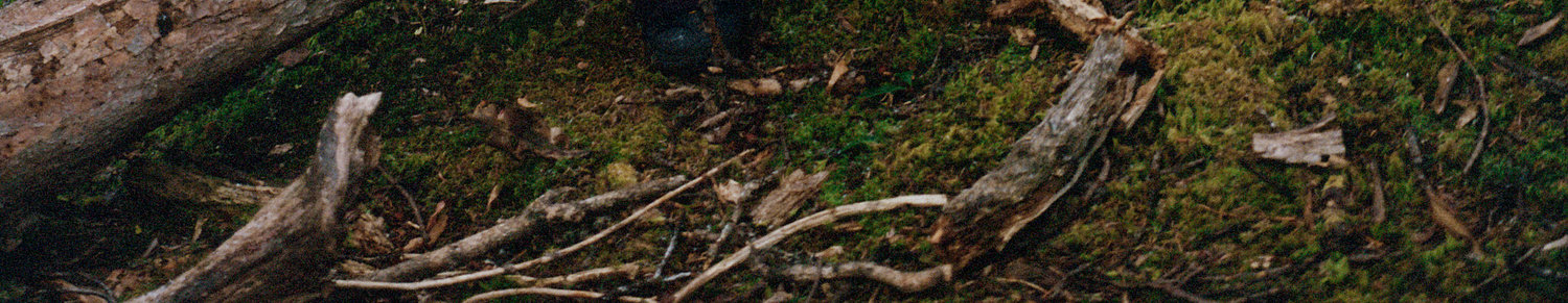 A close-up of a mossy forest floor with dry leaves and fallen branches highlights why the EastLyst 3-in-1 Color-Block Storm Jacket is essential for all-weather protection on every outdoor adventure.
