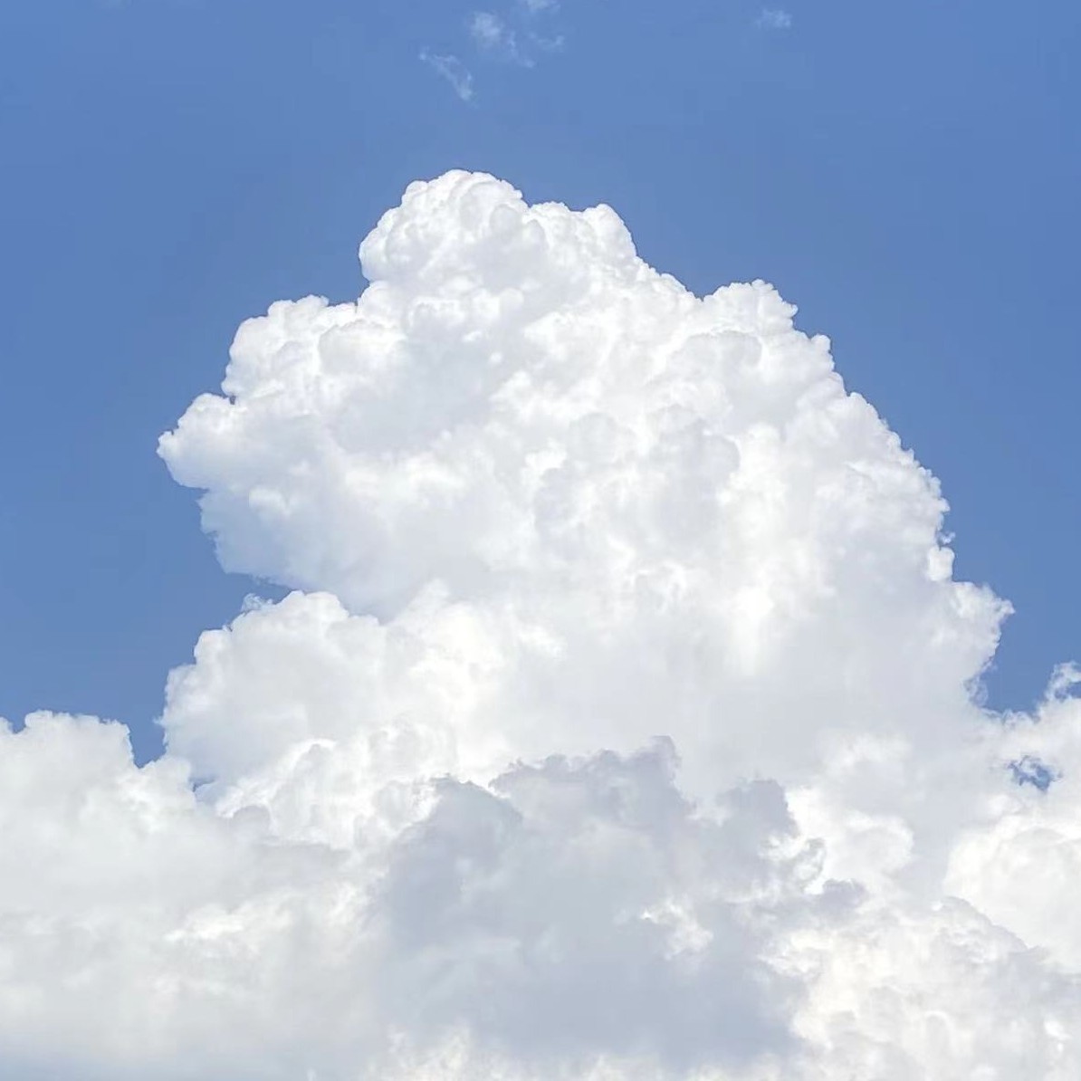 四半夏