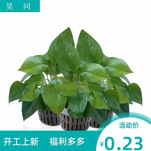 Гидропонные овощи Фиксированная посадка без баскетбольного оборудования для выращивания