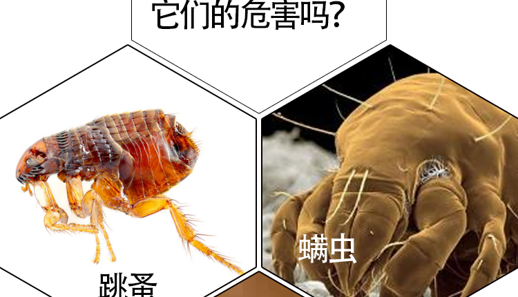 Ma thuật jin bông vật nuôi hàng hóa mèo và chó chung ngoài flea vòng cổ có thể điều chỉnh vòng flea chống muỗi Hộp đựng thức ăn cho chó