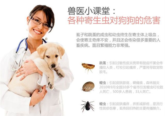Chó in vitro tẩy giun thú cưng diệt chó ngoài khử trùng ngoài việc phun thuốc diệt gián cho mèo ngoài việc cung cấp chấy - Cat / Dog Medical Supplies Dụng cụ phẫu thuật thú y