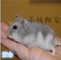 Зикуки
